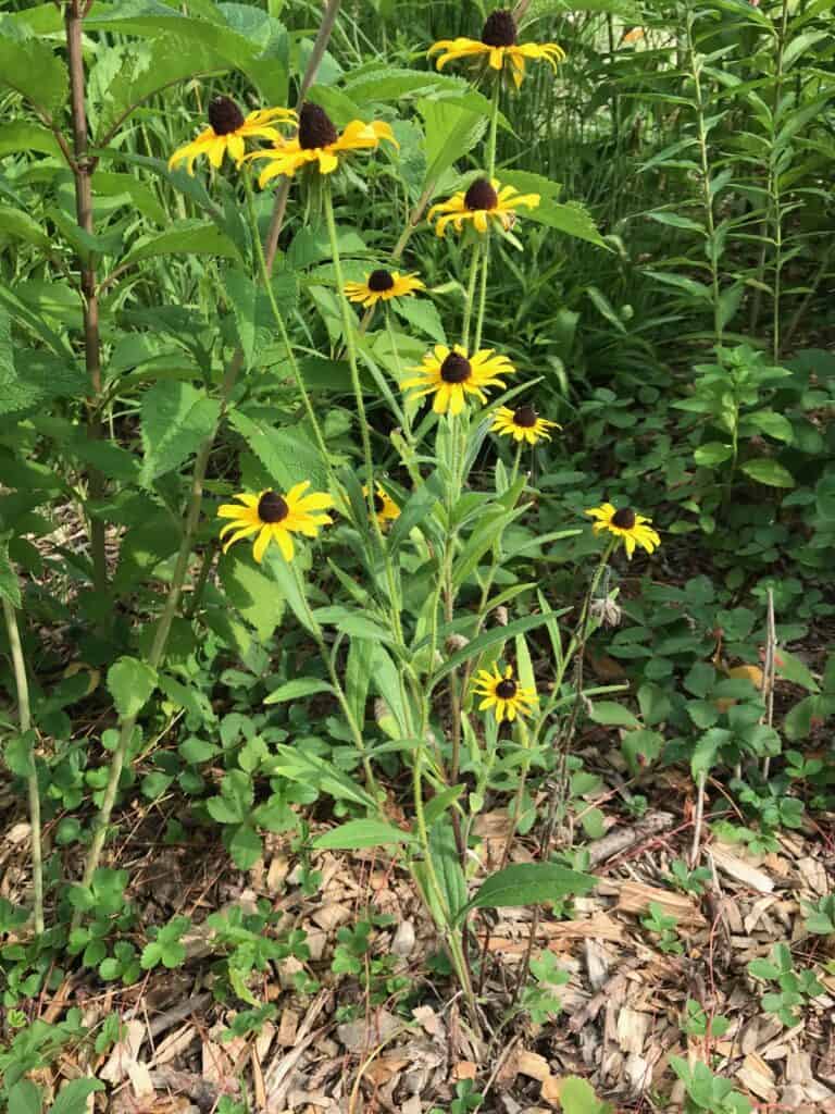 Black-eyed Susan with wild strawberries