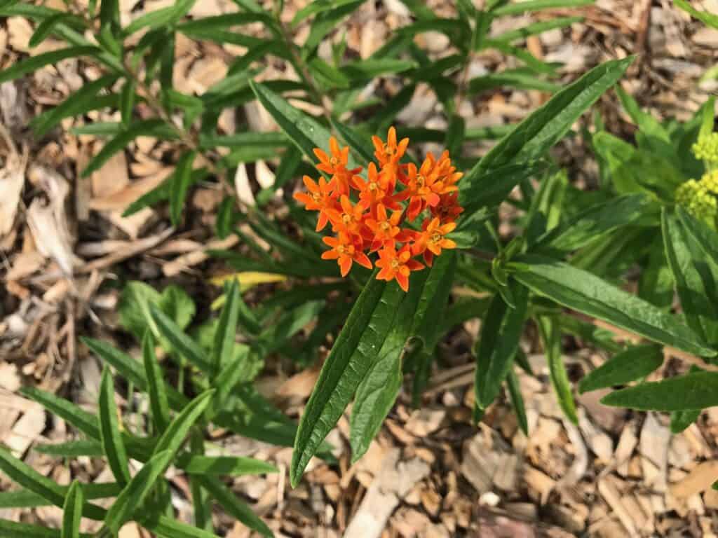 Butterfly Milkweed