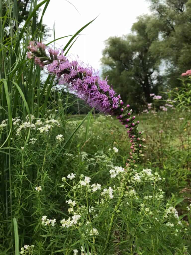 Dense Blazing Star