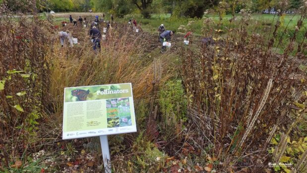 FOMC King and John Oct 24 tree planting Rene Bertschi 13