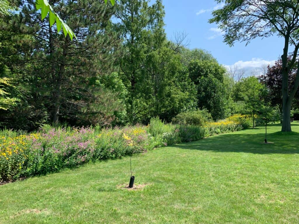 The William Street pollinator garden planted in 2012 stretches for 30 metres (100 feet) as a buffer to the grass.