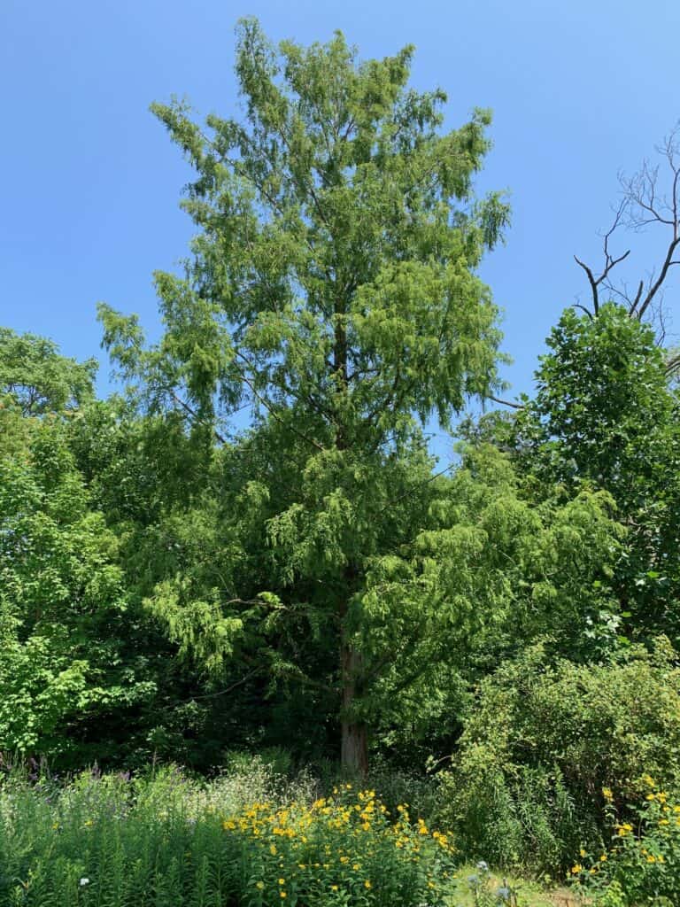 Redwood tree behind pollinator garden at William Street Park. 