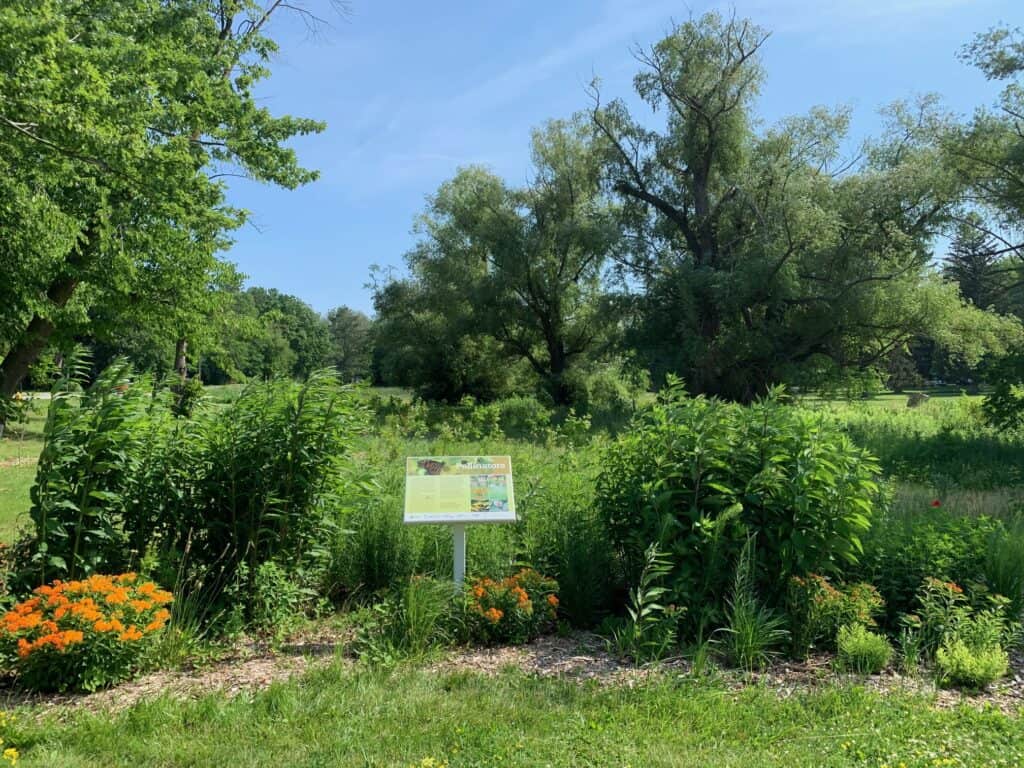 FOMC pollinator garden King and John in June 2021 by Katleya Young-Chin MG_4768