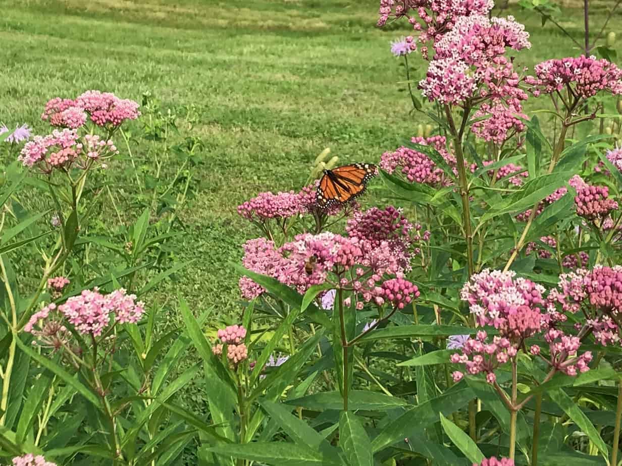 Plants such as swamp milkweed attract monarch butterflies and other pollinators.