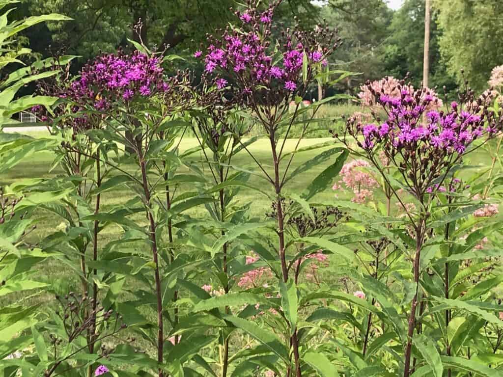 Tall Ironweed