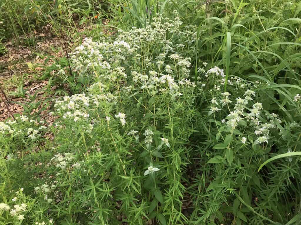 Virginia mountain mint