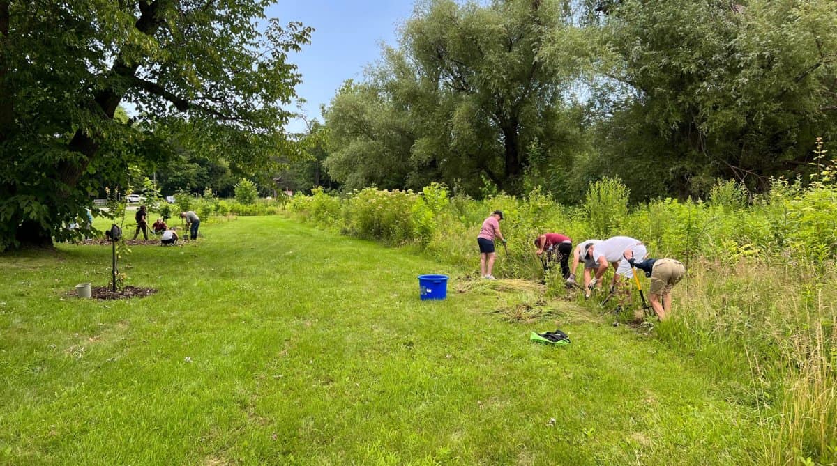 Volunteers from SunOpta and FOMC for weeding at King and John July 14 2023 hard at work