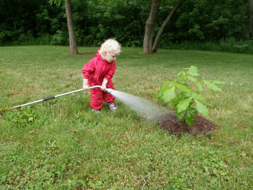 William Street new tree being watered by young volunteer in 2012.