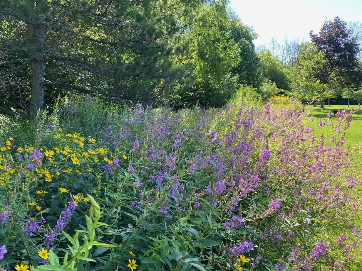 Williams Street Park in July 2021 (Photo by Chris Earl)