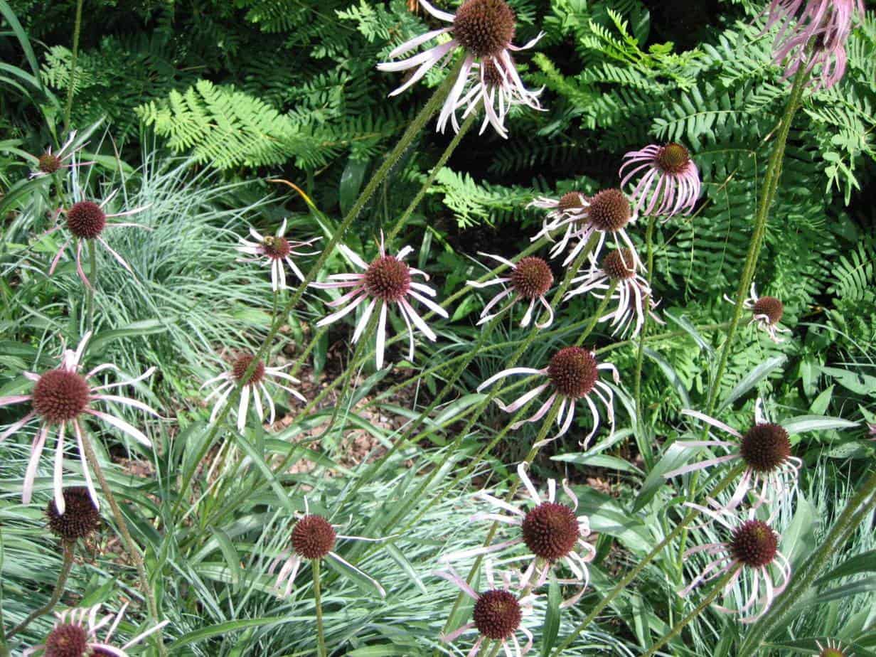 Pale purple coneflower in a garden. (Garden Making photo)